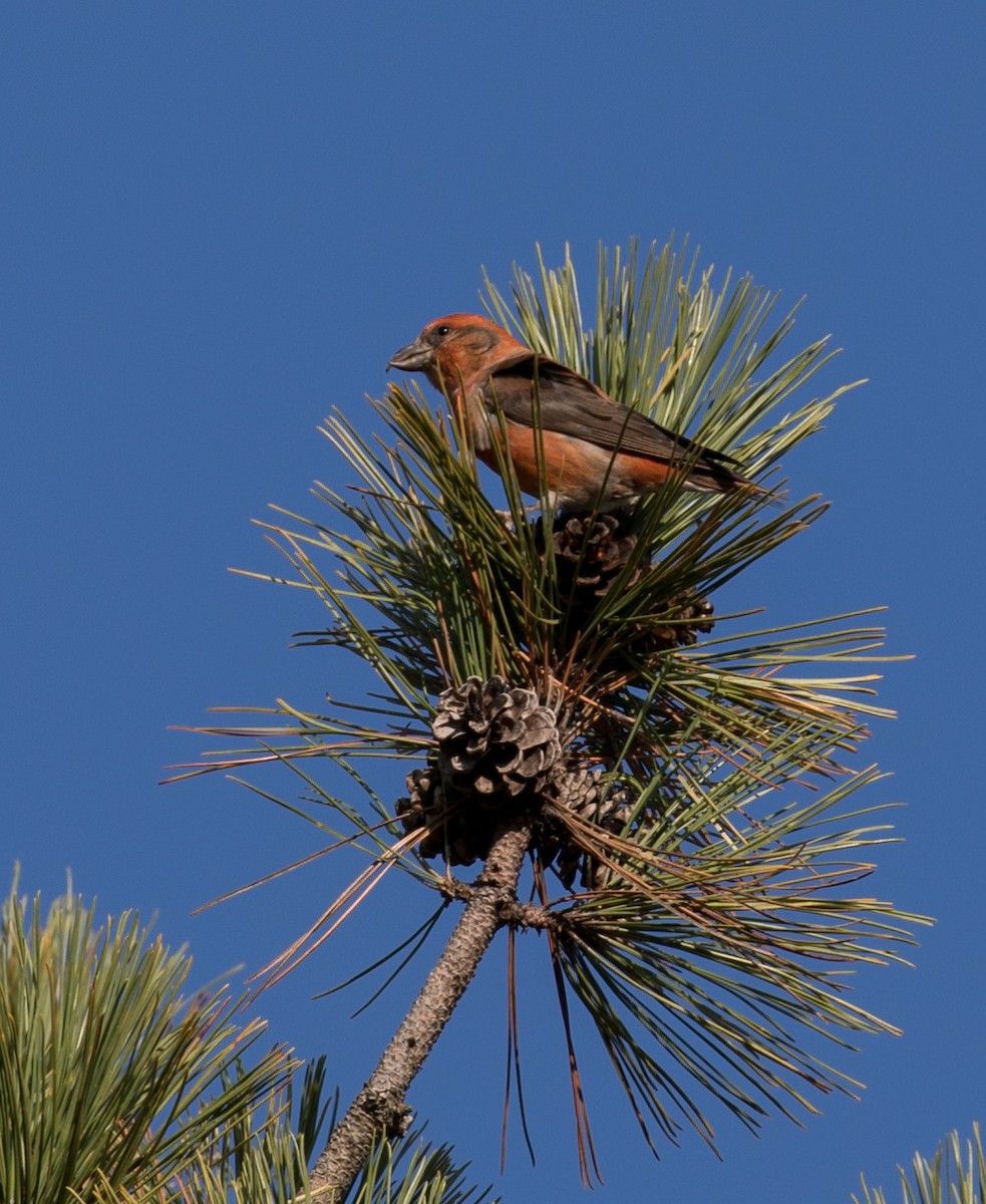 Red Crossbill - Richard and Marie  Ary