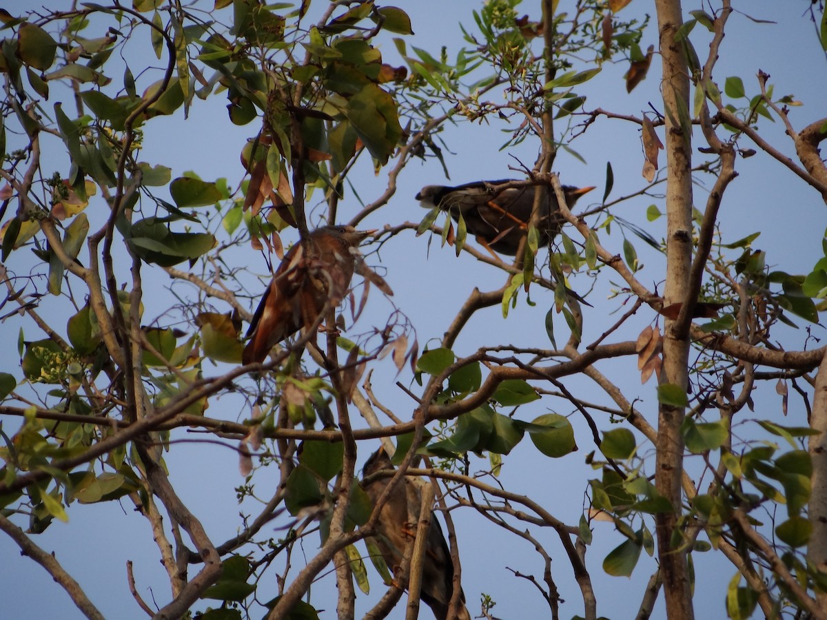 Chestnut-tailed Starling - Vidhya Sundar