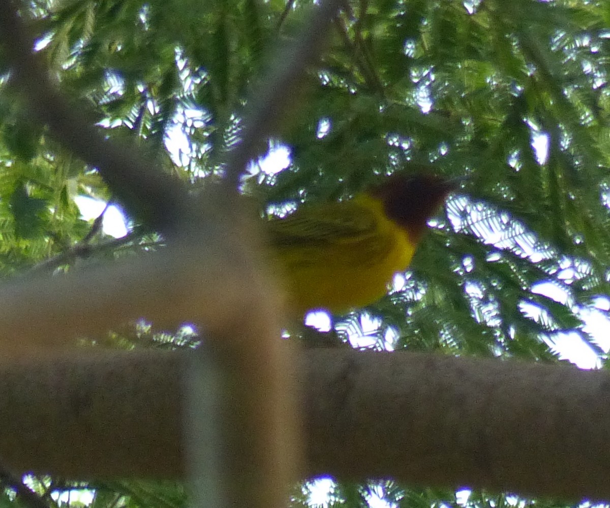 Yellow Warbler (Mangrove) - Carolyn Wilcox