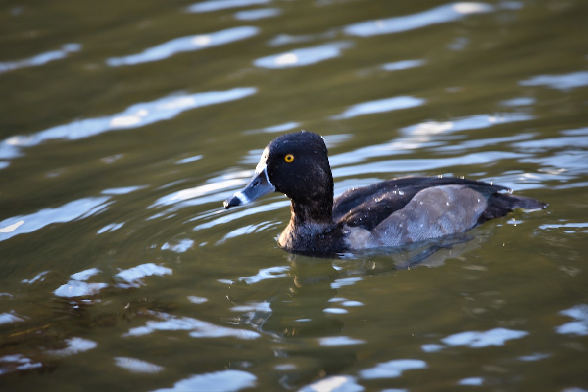 Ring-necked Duck - Pete Campolongo