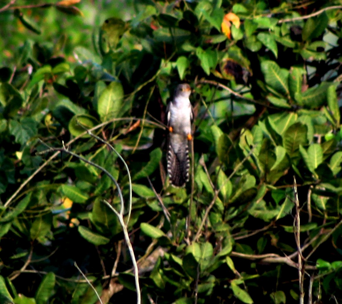 Indian Cuckoo - Mohanan Choron
