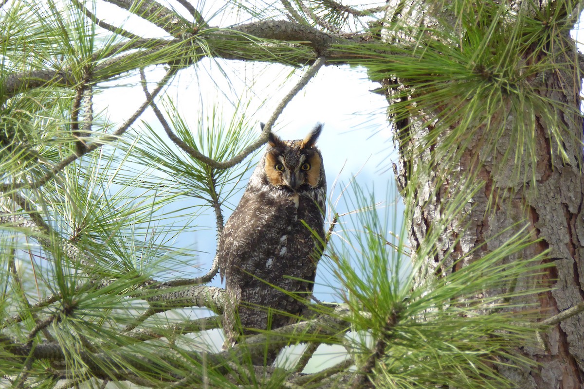 Long-eared Owl - Doug Niwa