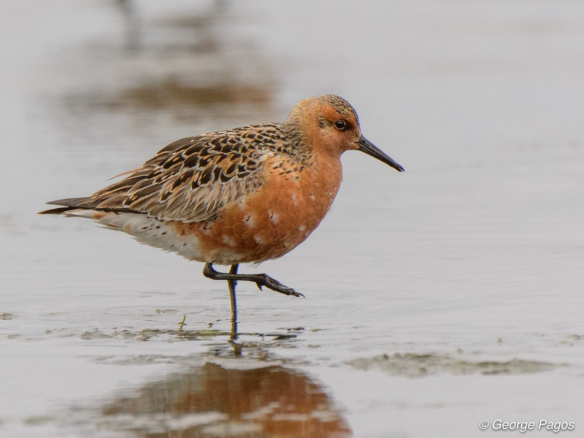 Red Knot - George Pagos