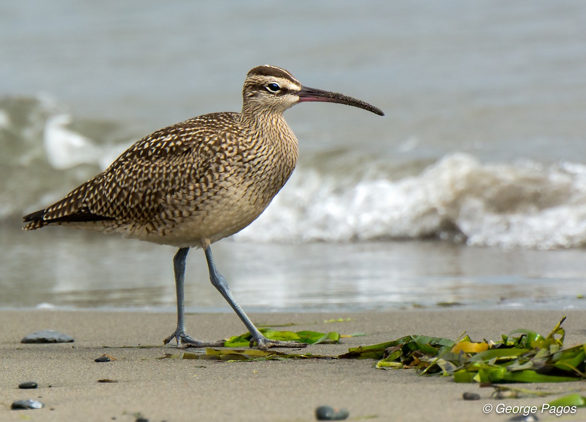 Whimbrel - George Pagos