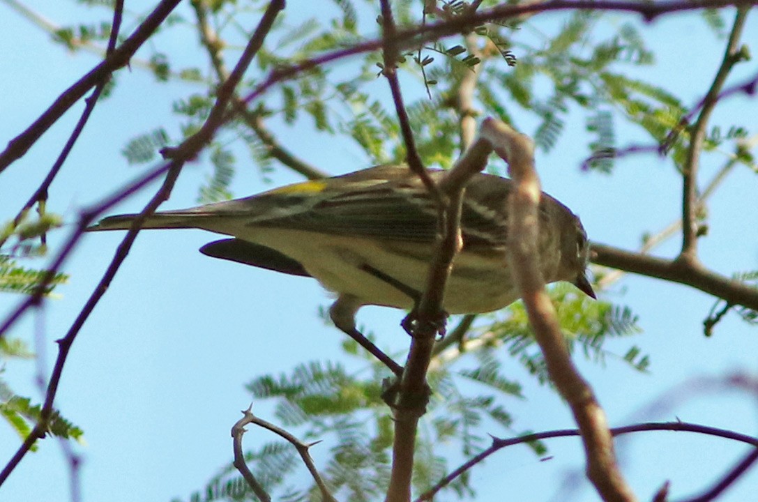 Yellow-rumped Warbler (Myrtle) - ML74743011