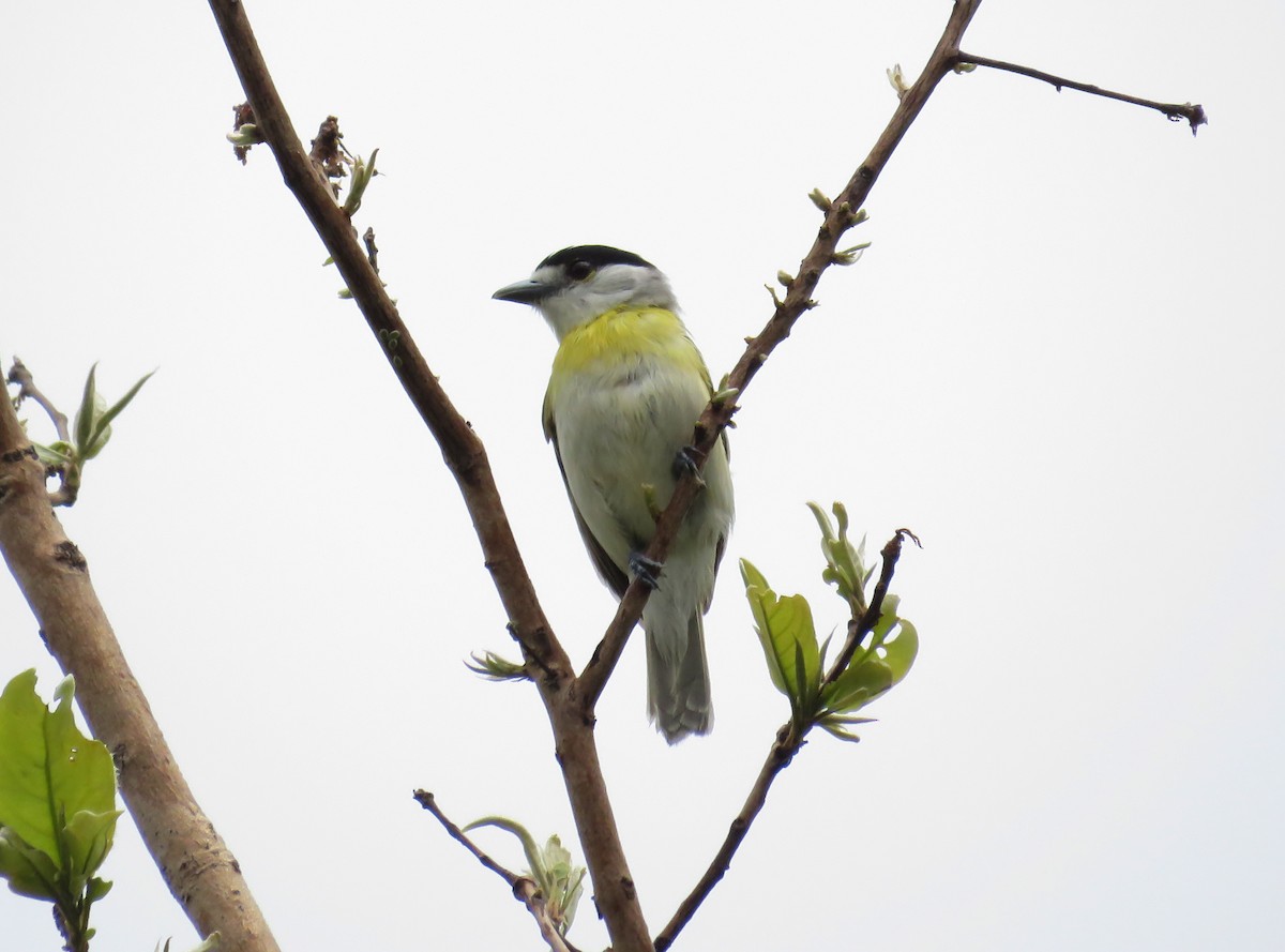 Green-backed Becard - ML74745001
