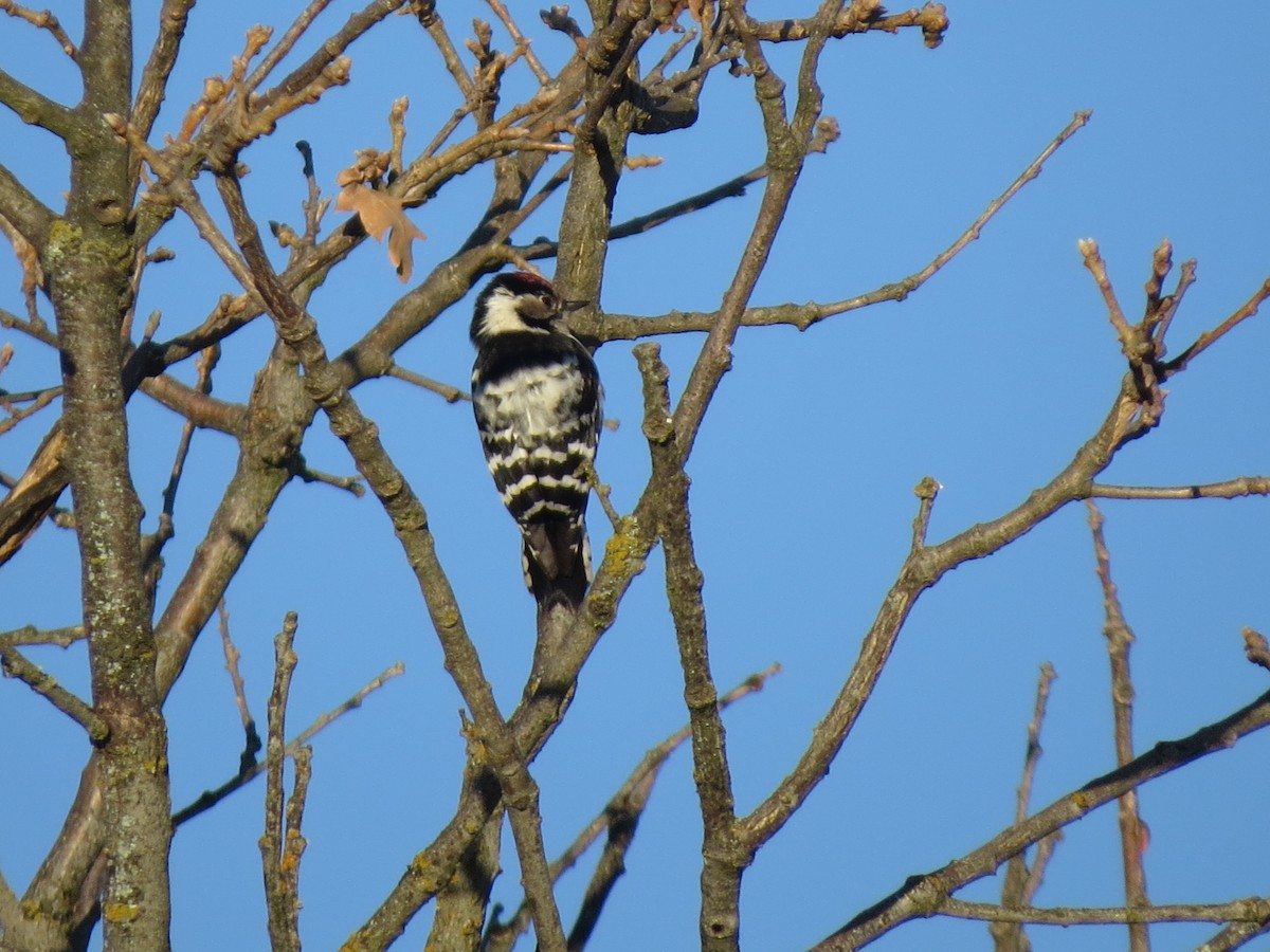 Lesser Spotted Woodpecker - ML74745721