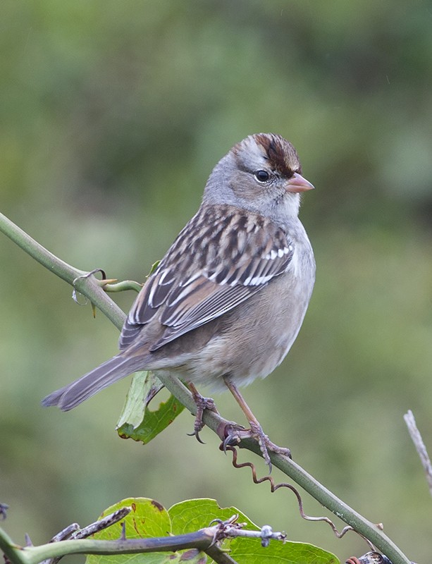 White-crowned Sparrow - Martin Wall