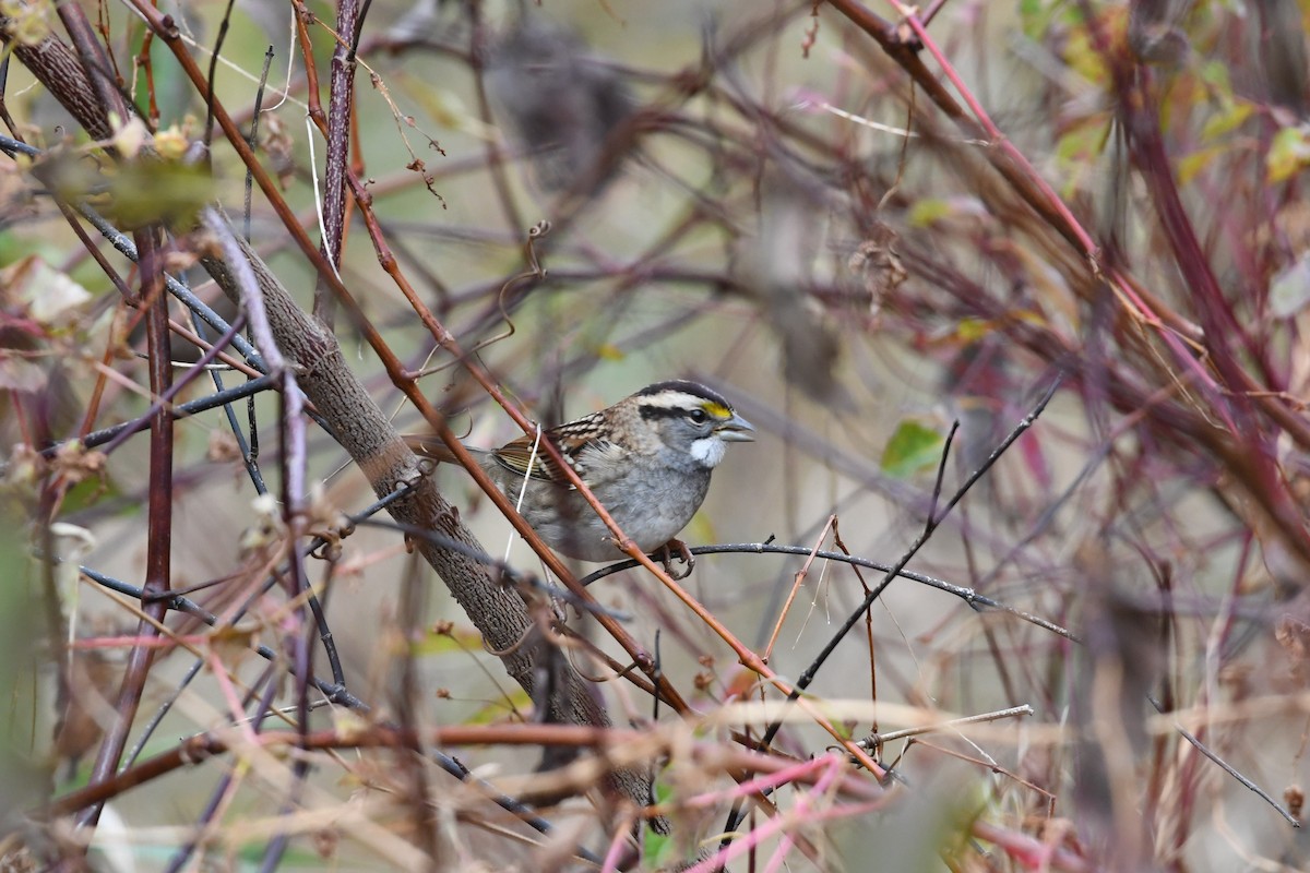 White-throated Sparrow - Barry Blust