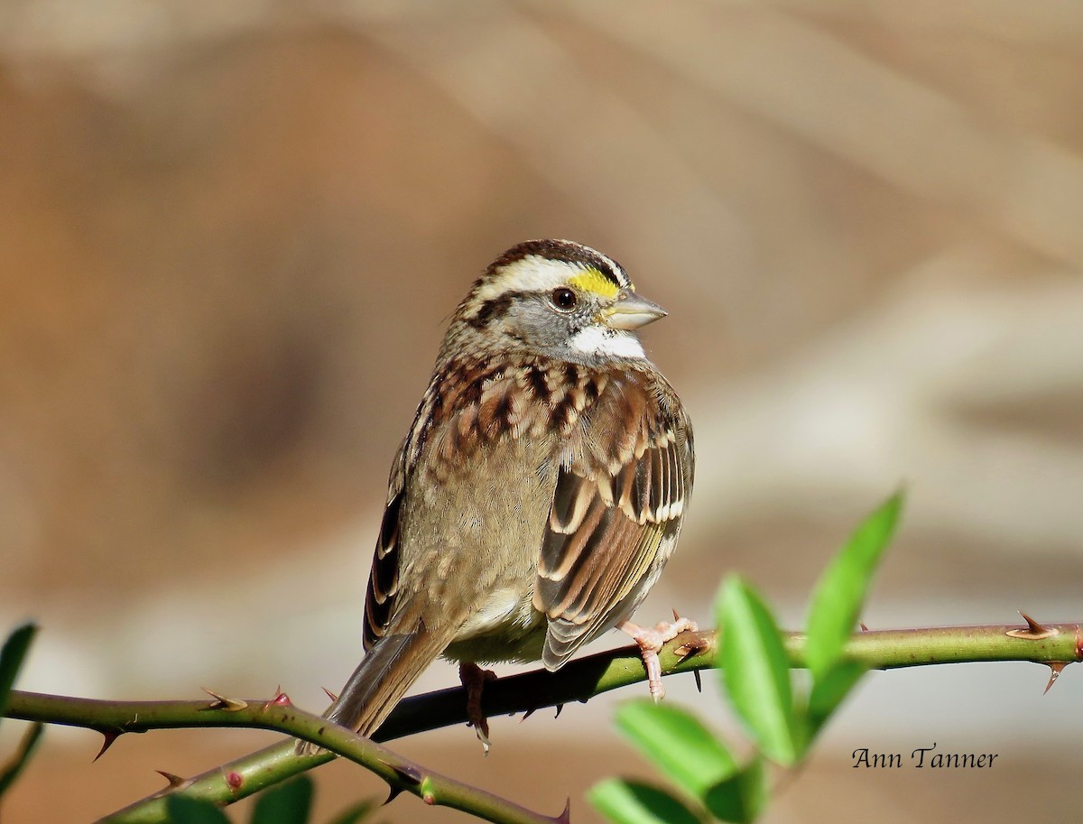 White-throated Sparrow - ML74750601