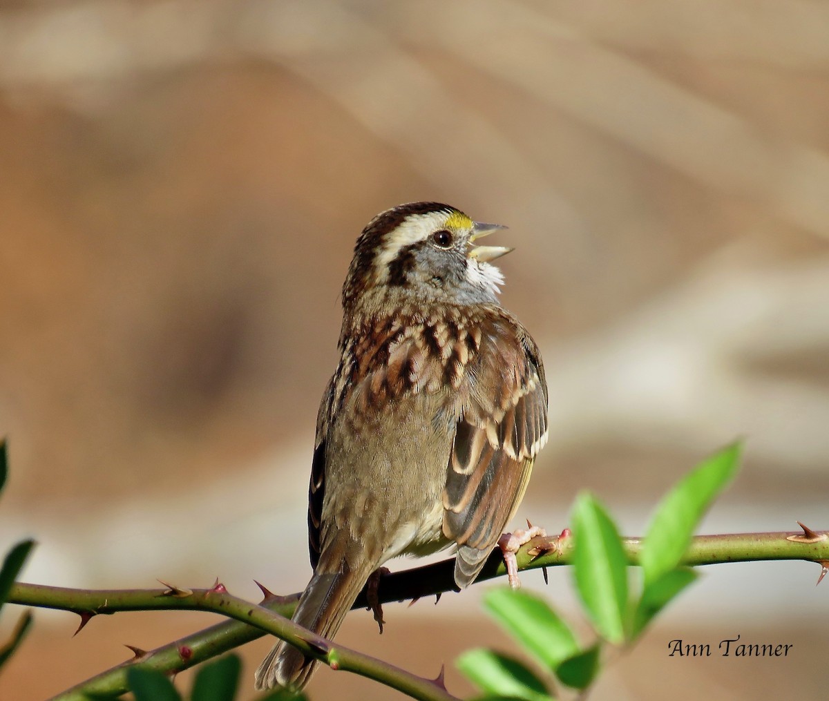 White-throated Sparrow - ML74750611