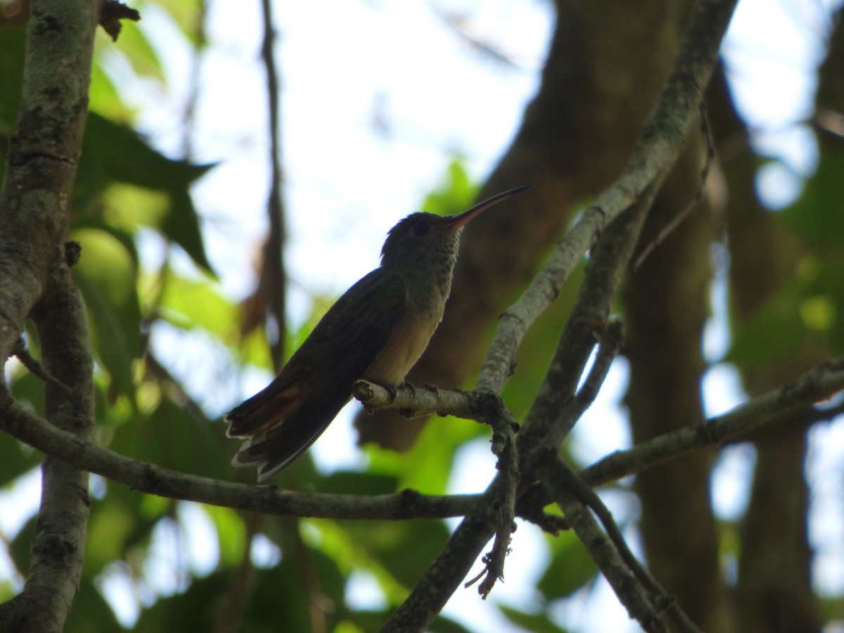 Buff-bellied Hummingbird - ML74754991