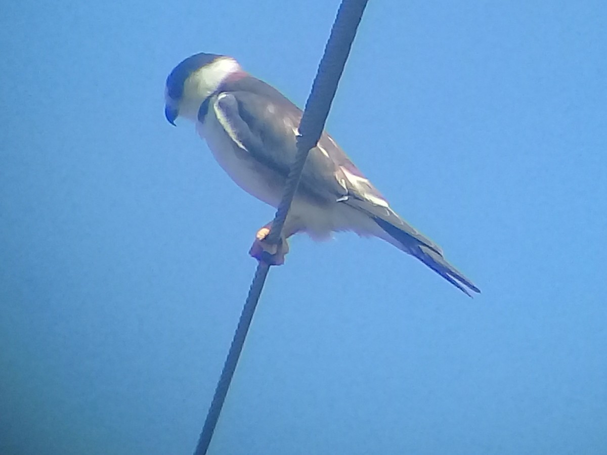 Pearl Kite - Benjamin Rivera Birding Tour Guide