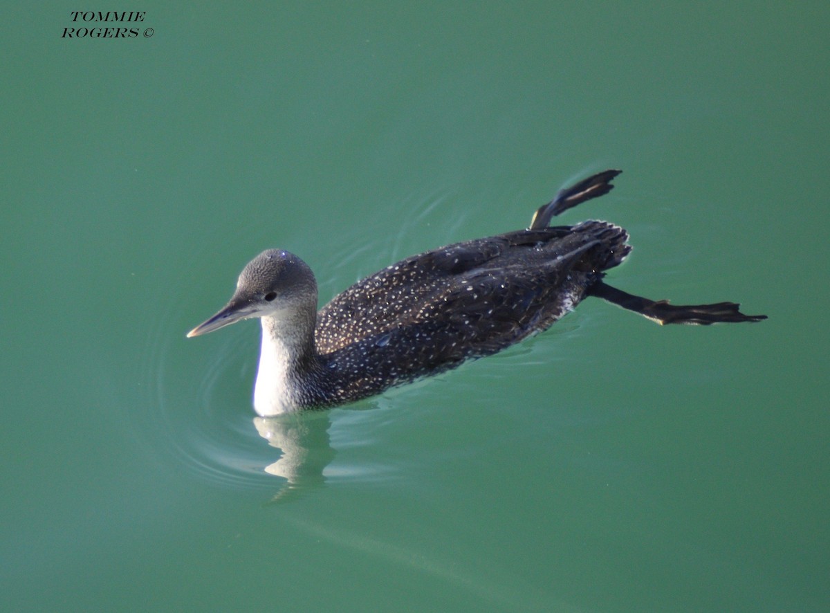 Red-throated Loon - Tommie Rogers
