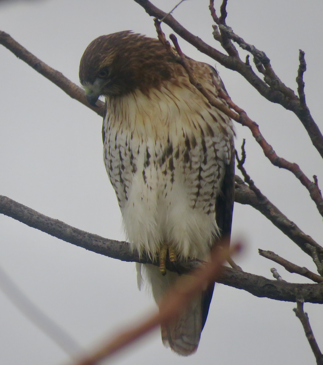 Red-tailed Hawk - fulvio montanari