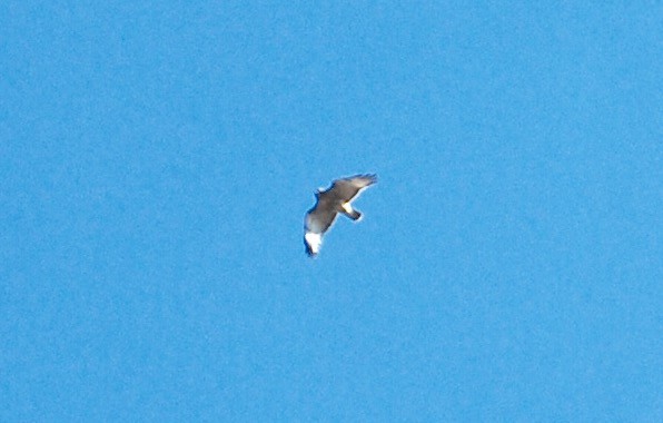Red-tailed Hawk - ML74757291