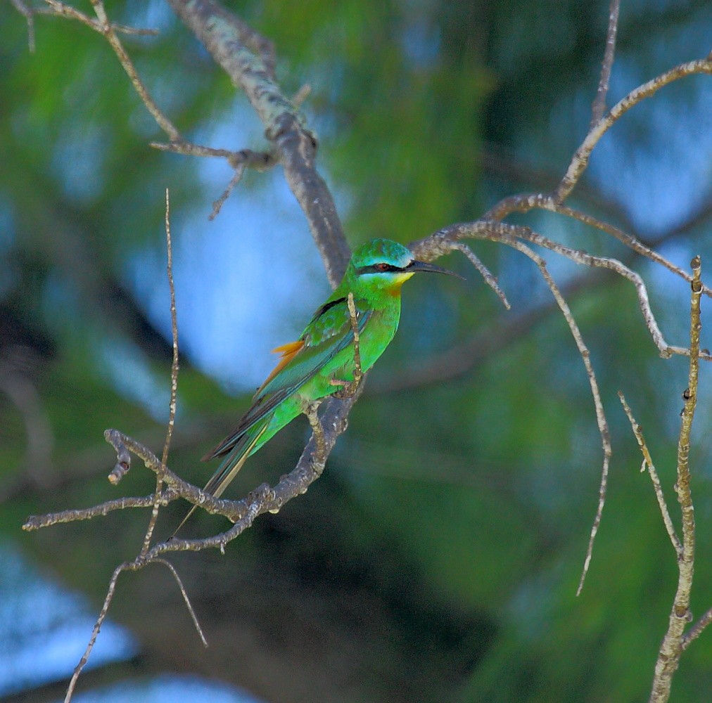 Blue-cheeked Bee-eater - ML74757961