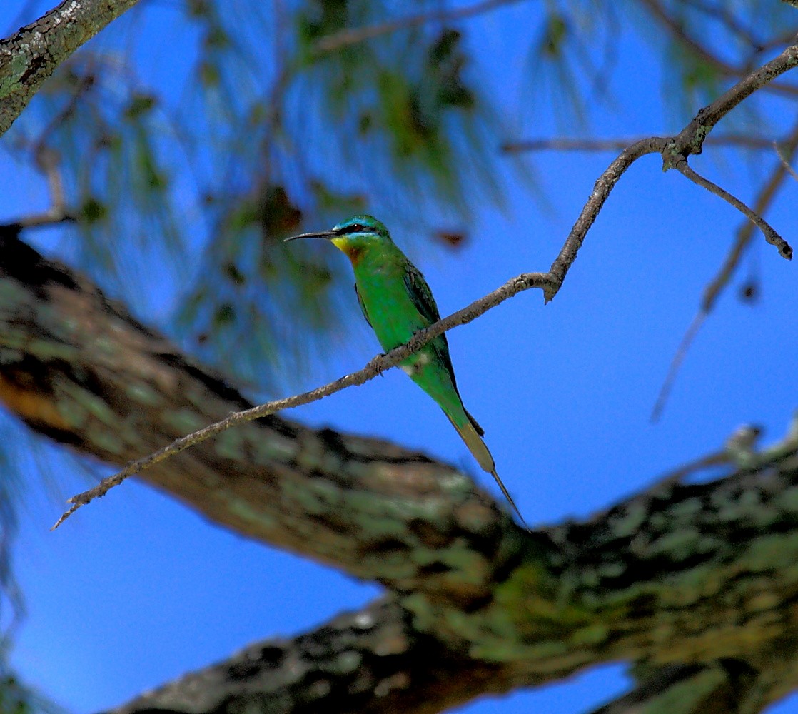 Blue-cheeked Bee-eater - Peter Kappes