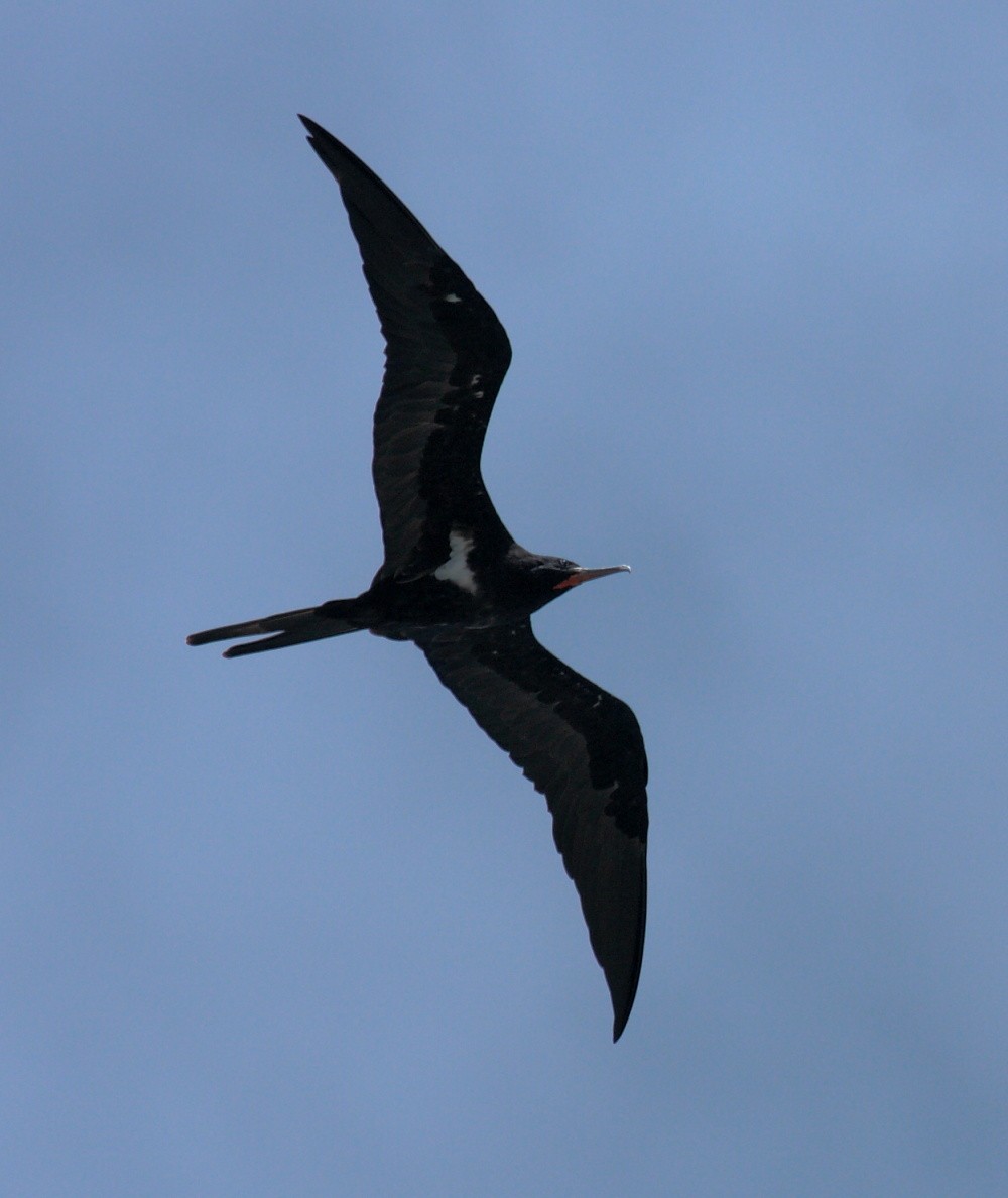 Lesser Frigatebird - ML74758301