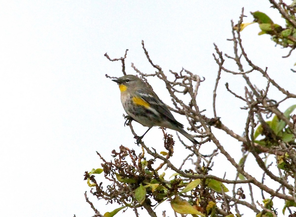 Yellow-rumped Warbler (Audubon's) - ML74758591