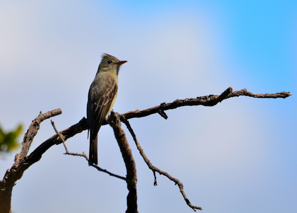 Greater Pewee - ML74760341