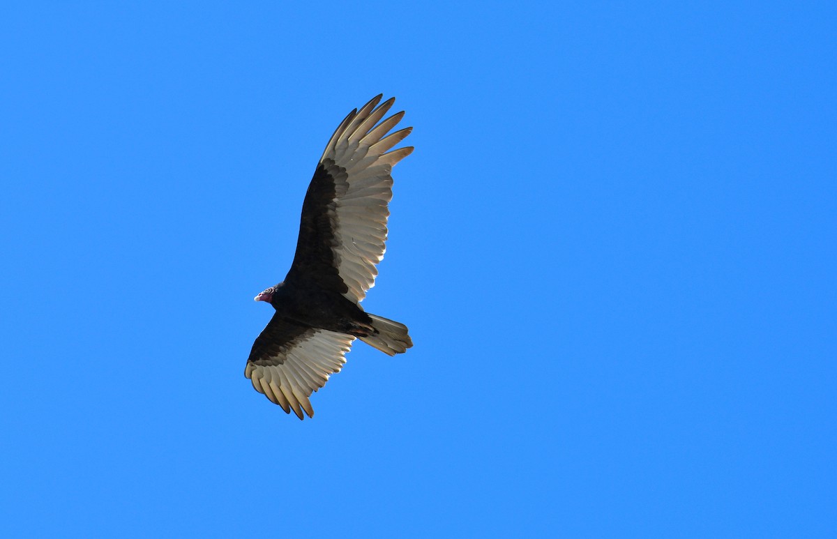 Turkey Vulture - ML74760531