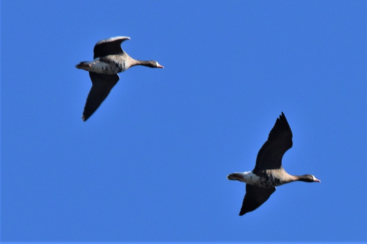 Greater White-fronted Goose - ML74763481
