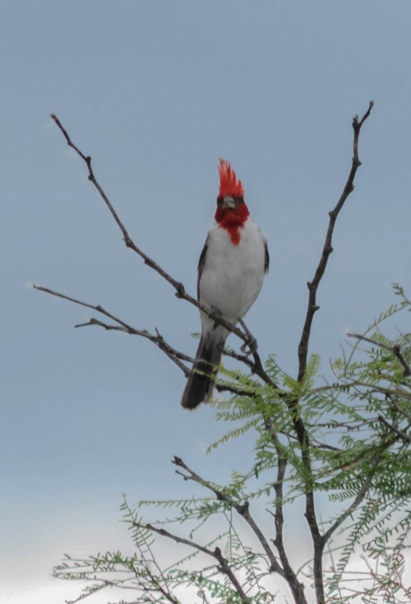 Red-crested Cardinal - ML74766531