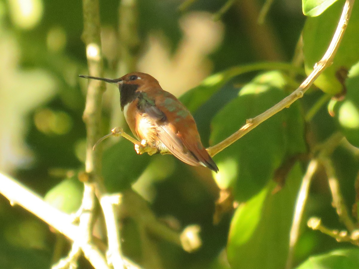 Rufous Hummingbird - ML74767281
