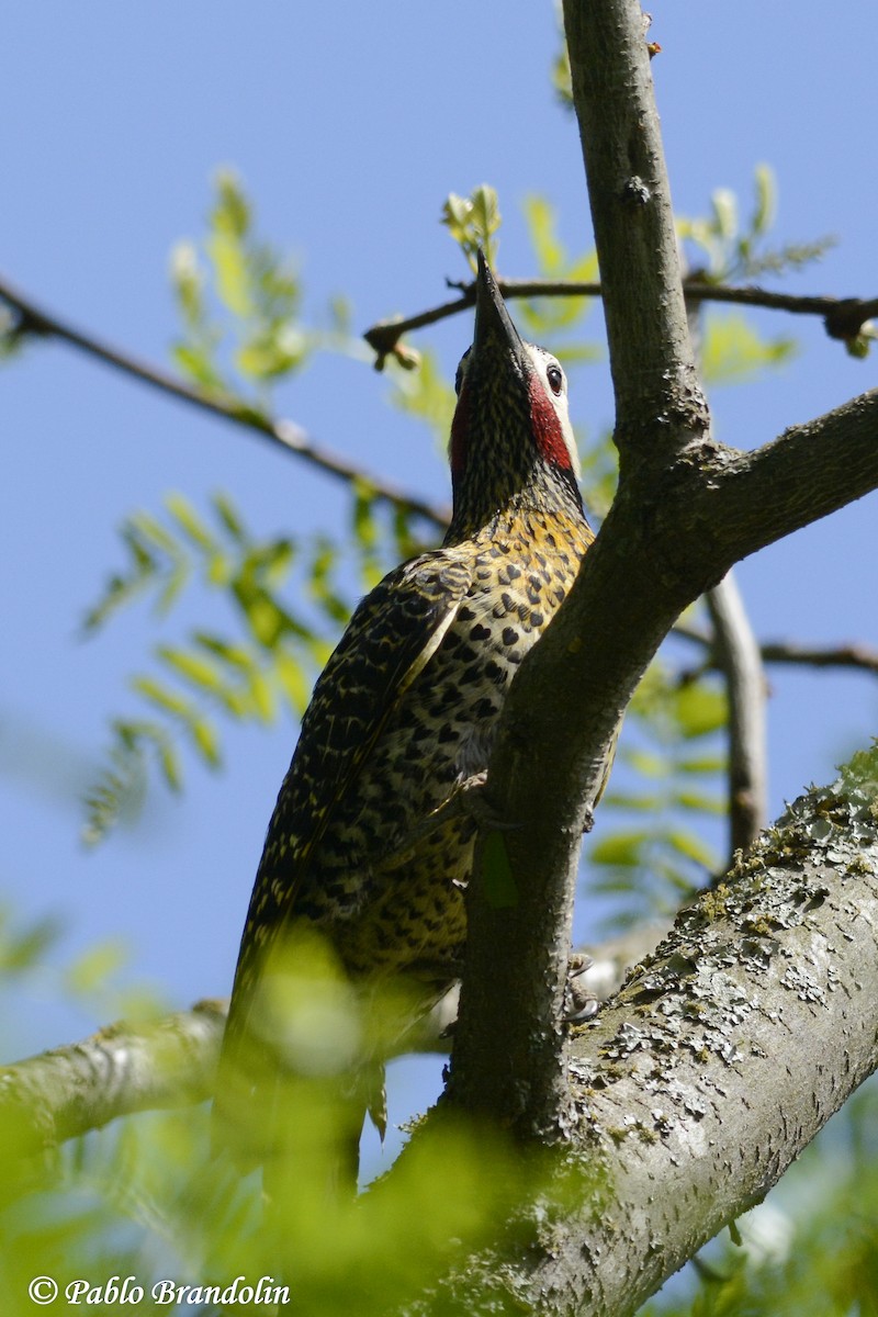 Green-barred Woodpecker - ML74767321