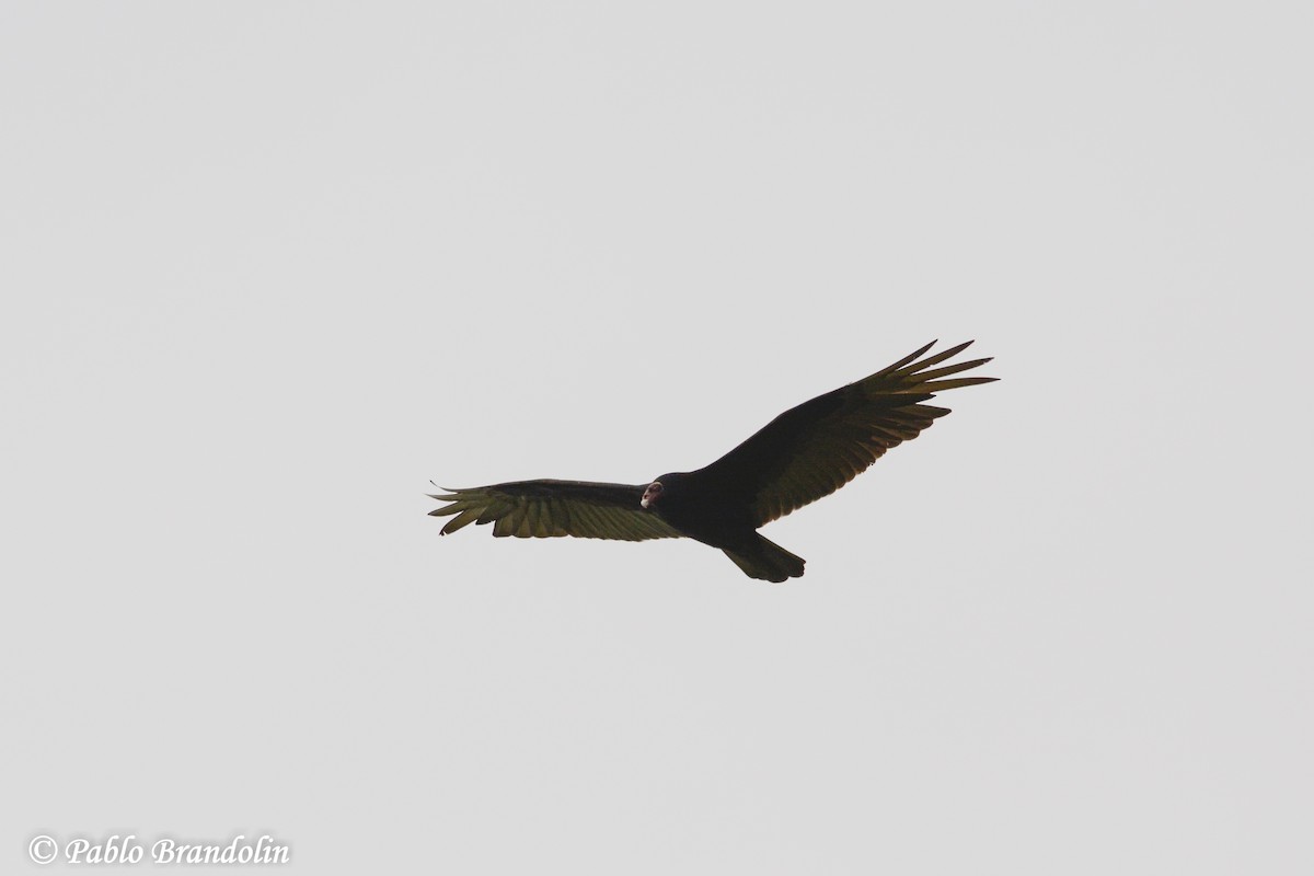 Turkey Vulture - Pablo Brandolin