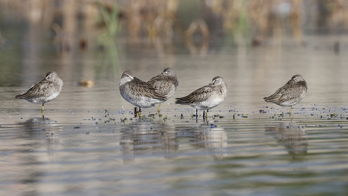 Long-billed Dowitcher - ML74767871