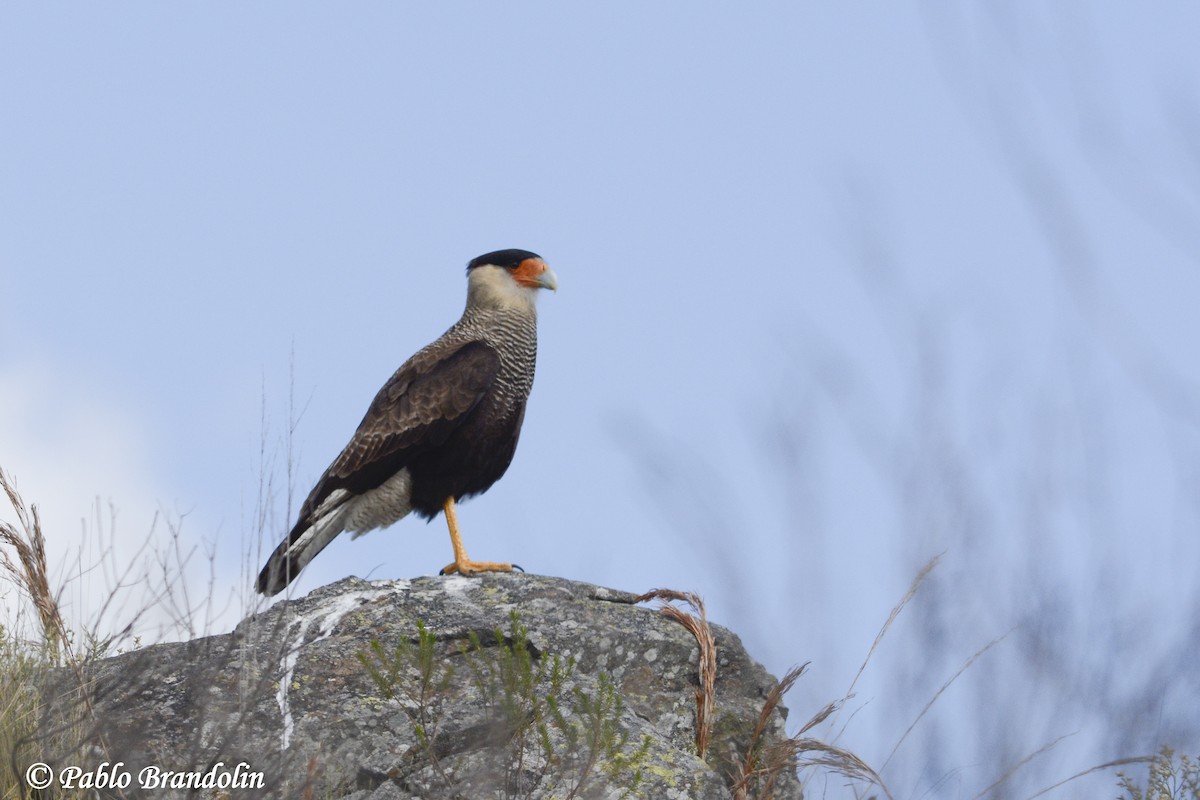 Crested Caracara (Southern) - ML74767991