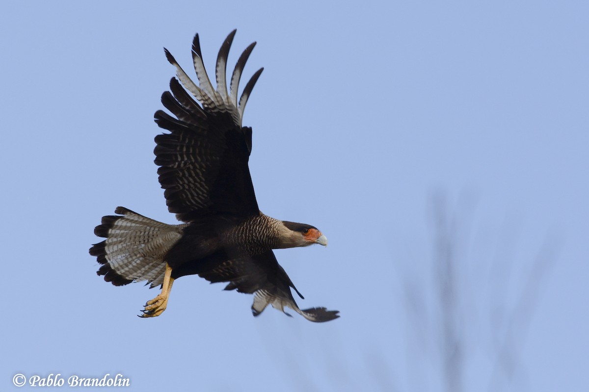 Crested Caracara (Southern) - ML74768001