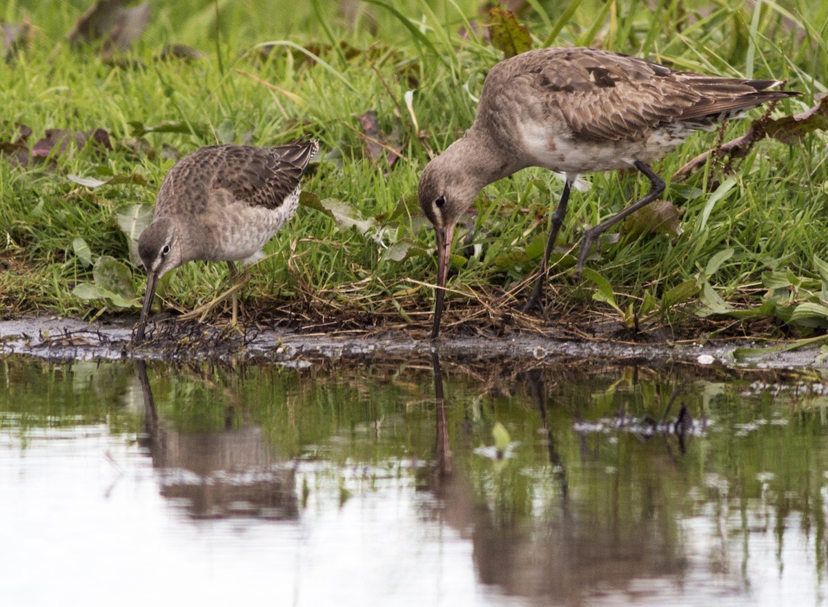 Long-billed Dowitcher - ML74768271