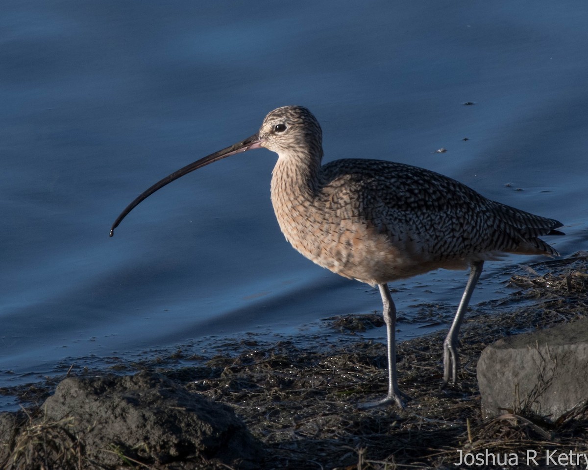 Long-billed Curlew - ML74769621