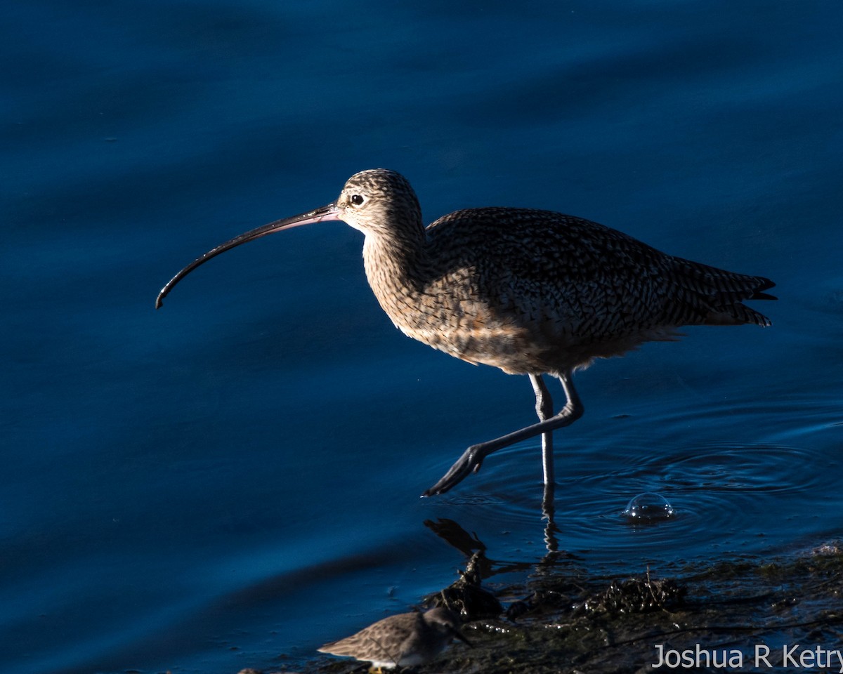 Long-billed Curlew - ML74769921
