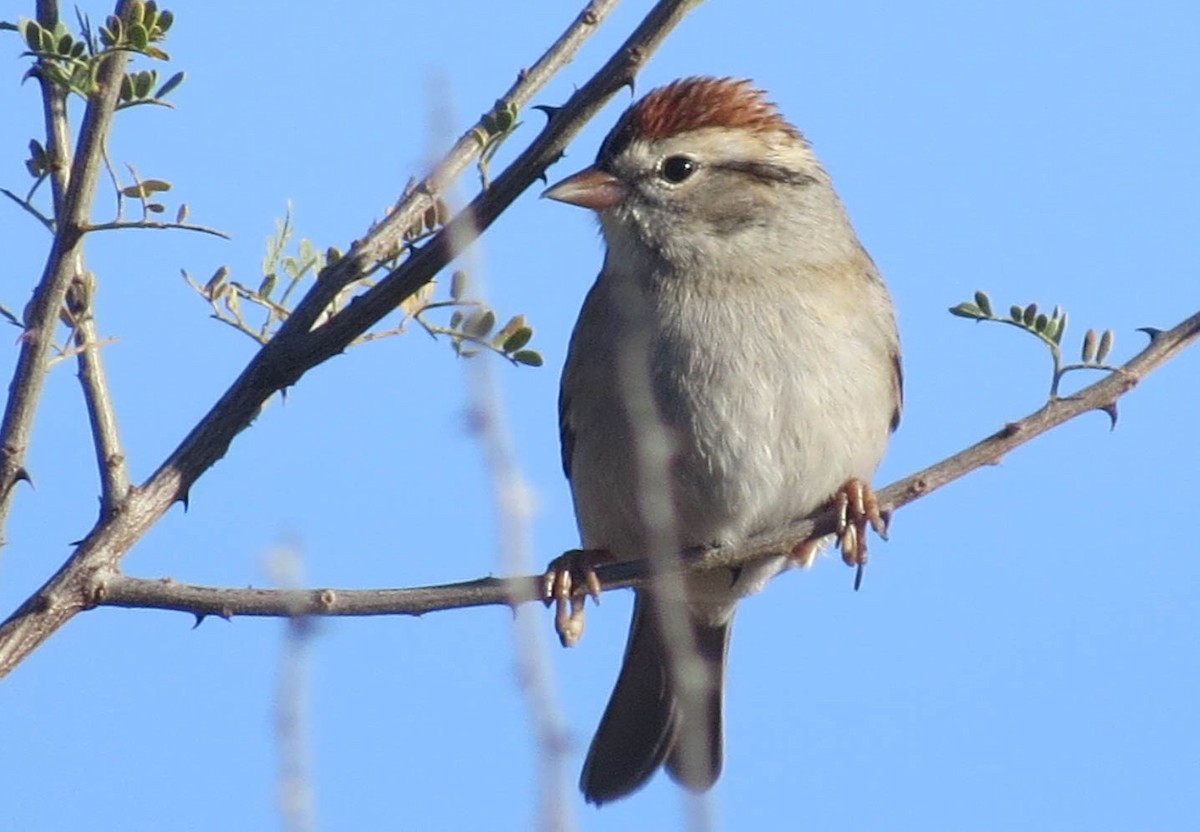 Chipping Sparrow - ML74770961