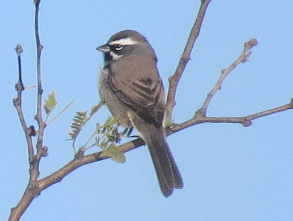 Black-throated Sparrow - ML74771361