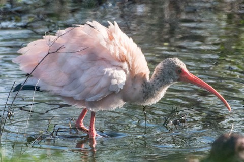 Scarlet Ibis - eBird