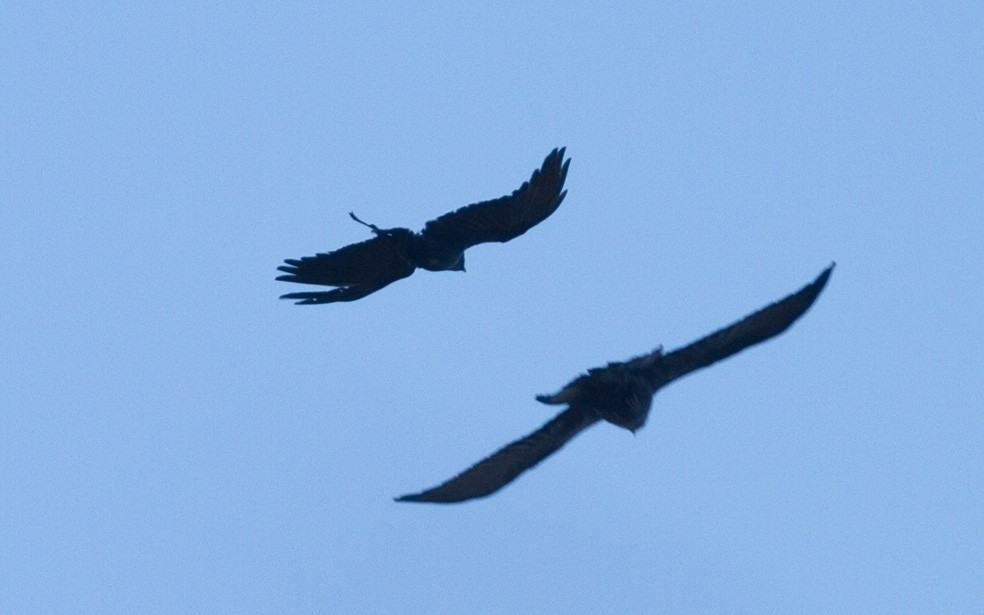 Common Raven - Fyn Kynd