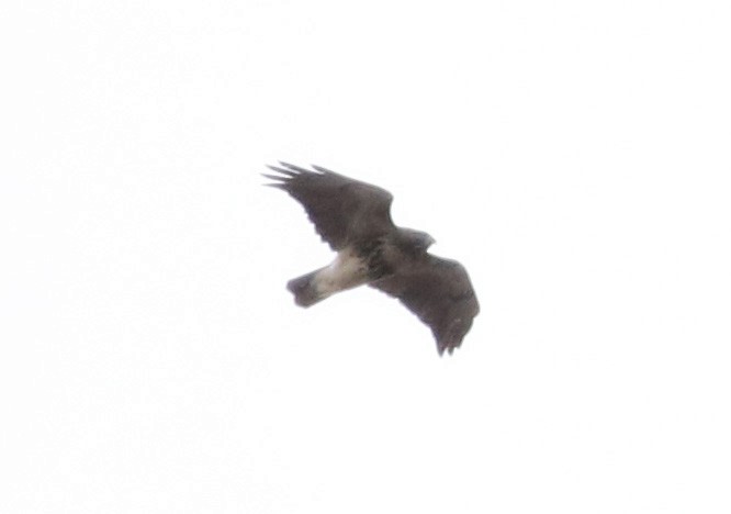Red-tailed Hawk (abieticola) - ML74778211