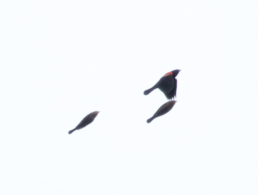 Red-winged Blackbird - Bobby Brown