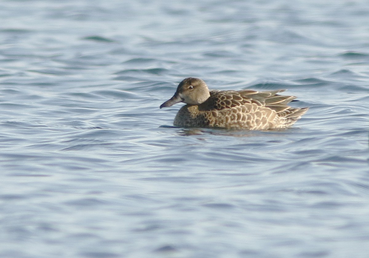 Blue-winged Teal - ML74780411