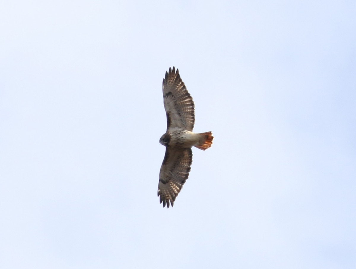 Red-tailed Hawk - ML74780961
