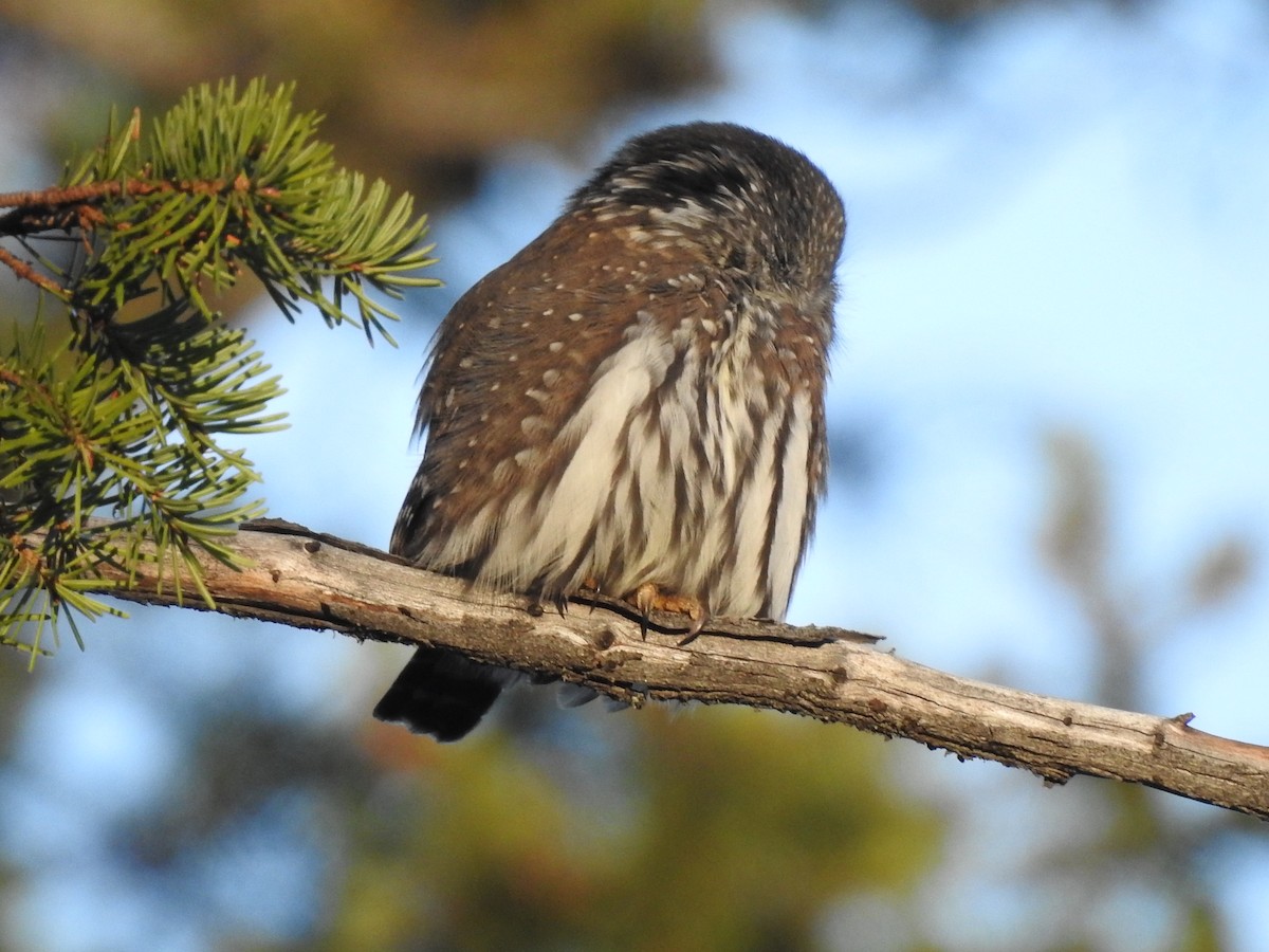 Northern Pygmy-Owl - ML74788521