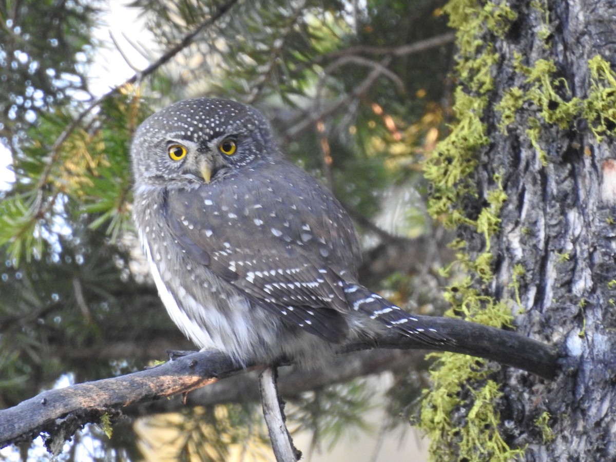 Northern Pygmy-Owl - ML74788541