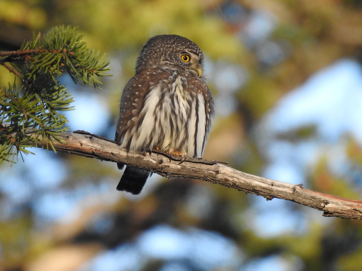 Northern Pygmy-Owl - ML74788581
