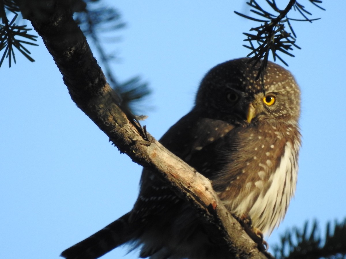 Northern Pygmy-Owl - ML74788651
