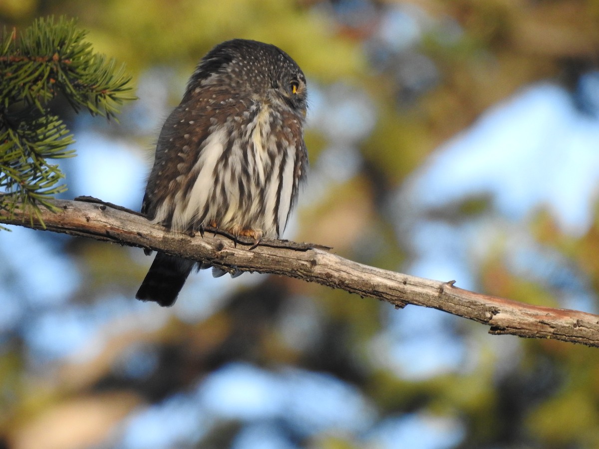 Northern Pygmy-Owl - ML74788661